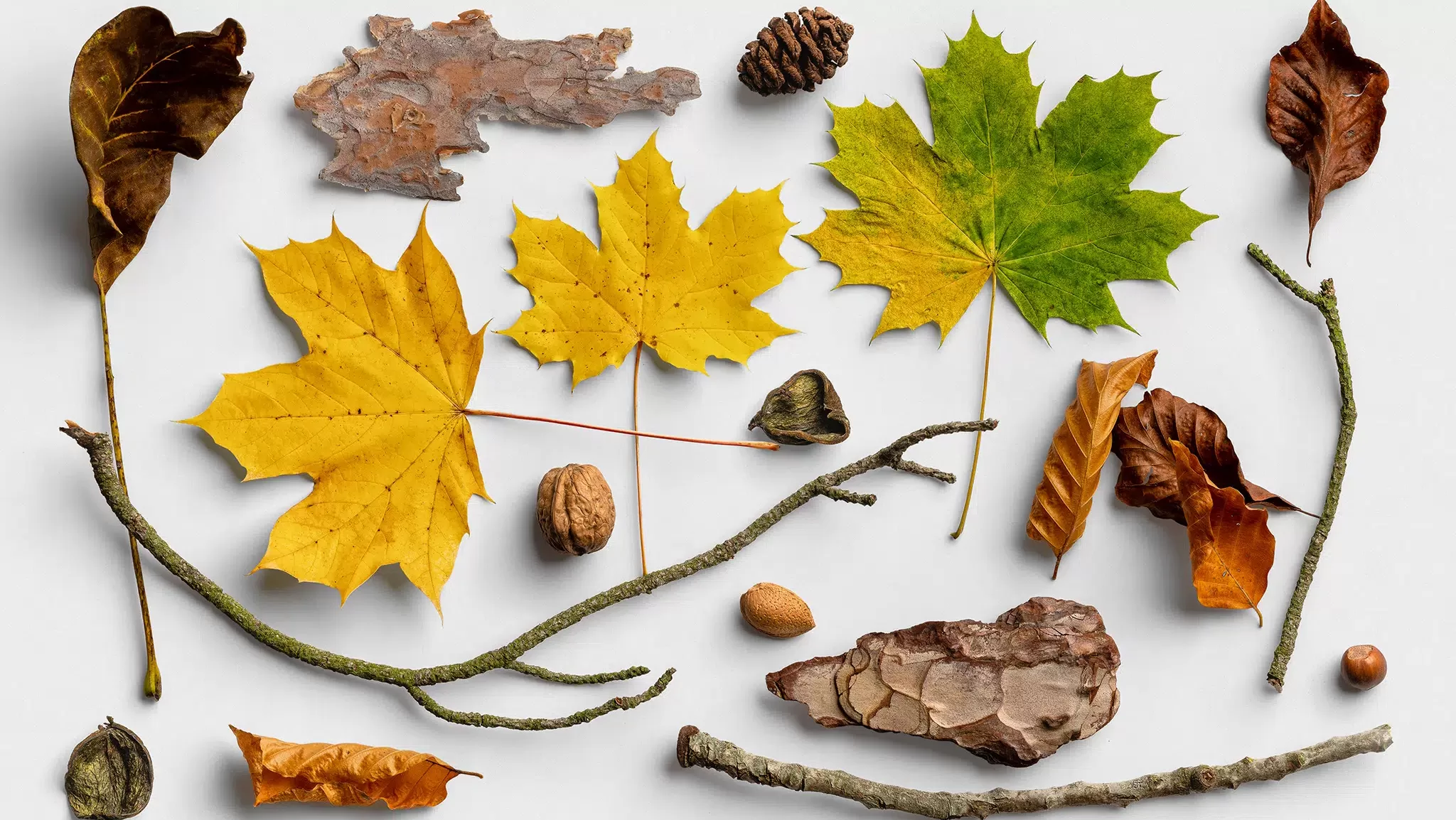 Autumn Nature Items Scene Creator 1 07 PSD Mockup Scene e1759186918248