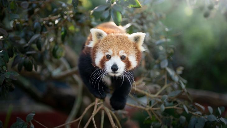 content symbio animals